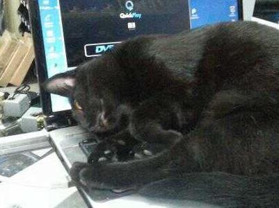 Kot leżący na laptopie 3